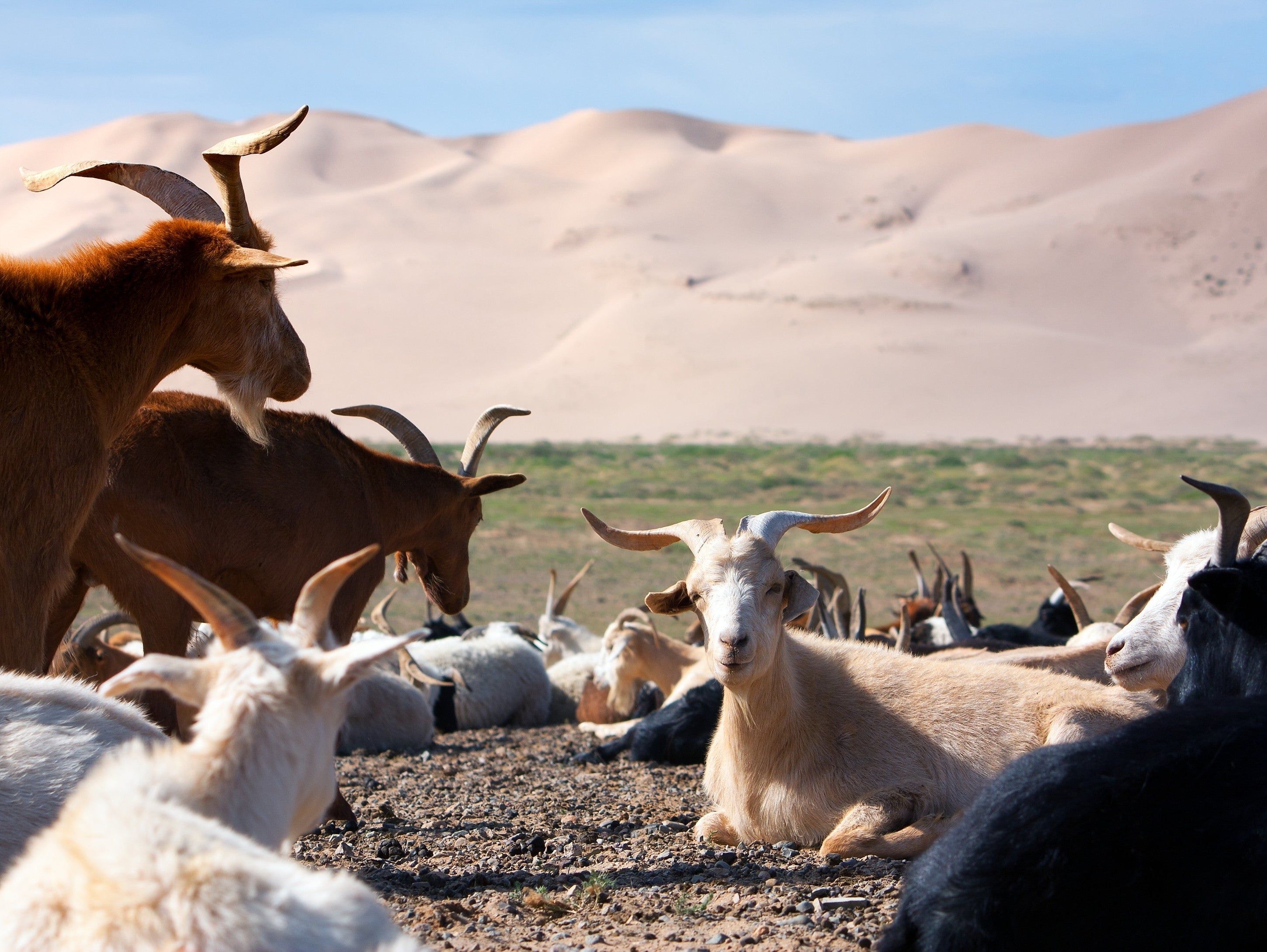 What is Cashmere and Where Does it Come From?