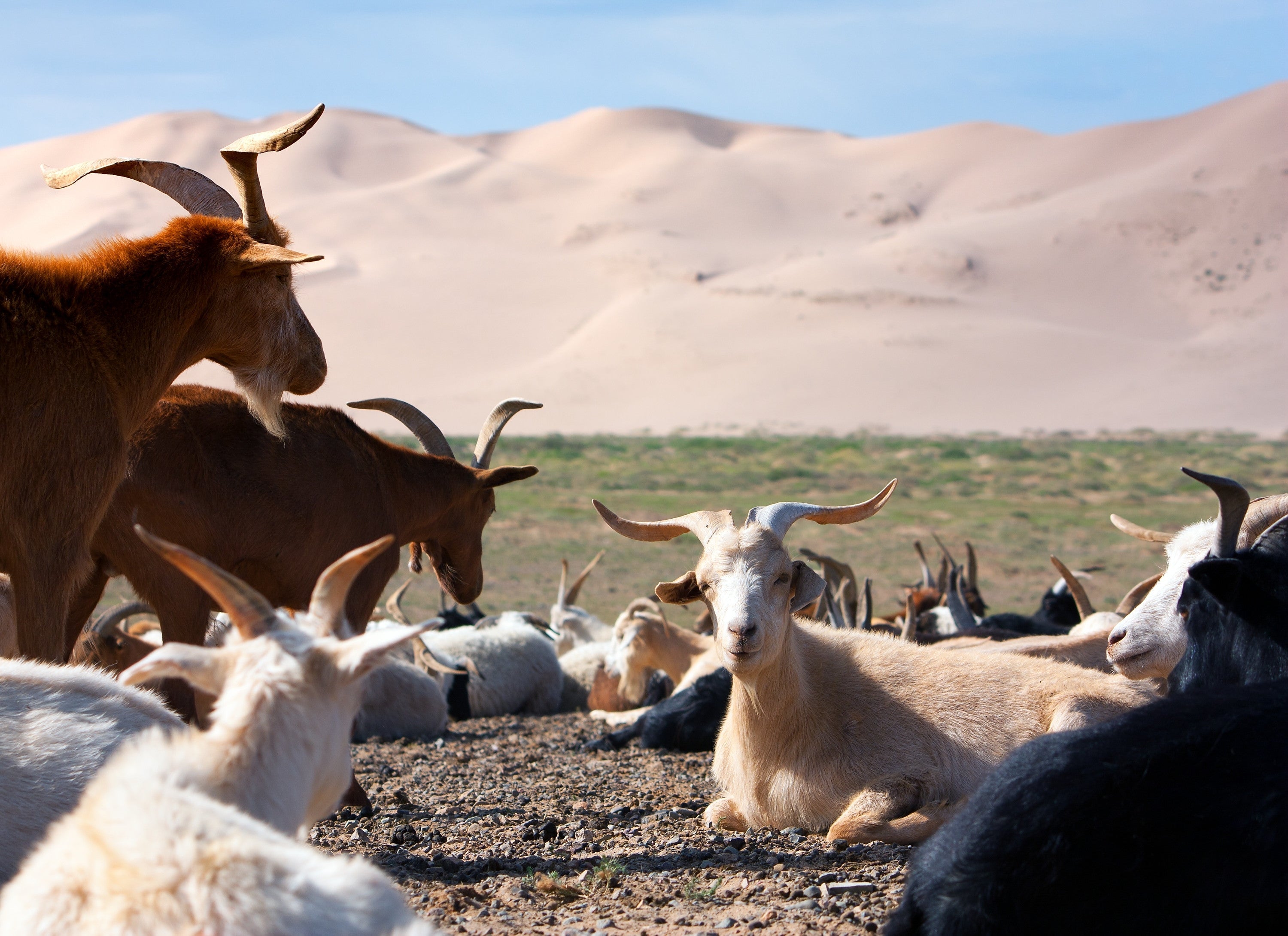 What is Cashmere and Where Does it Come From?