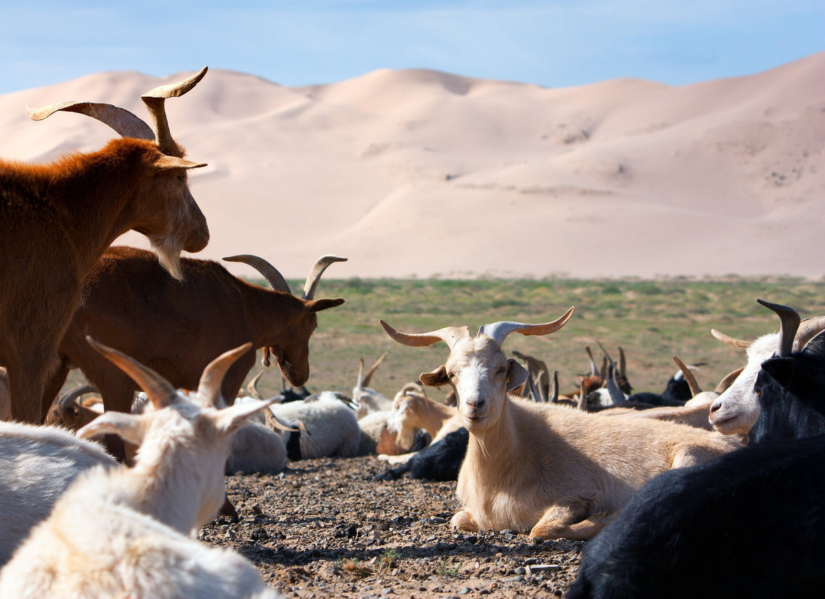 What is Cashmere and Where Does it Come From?