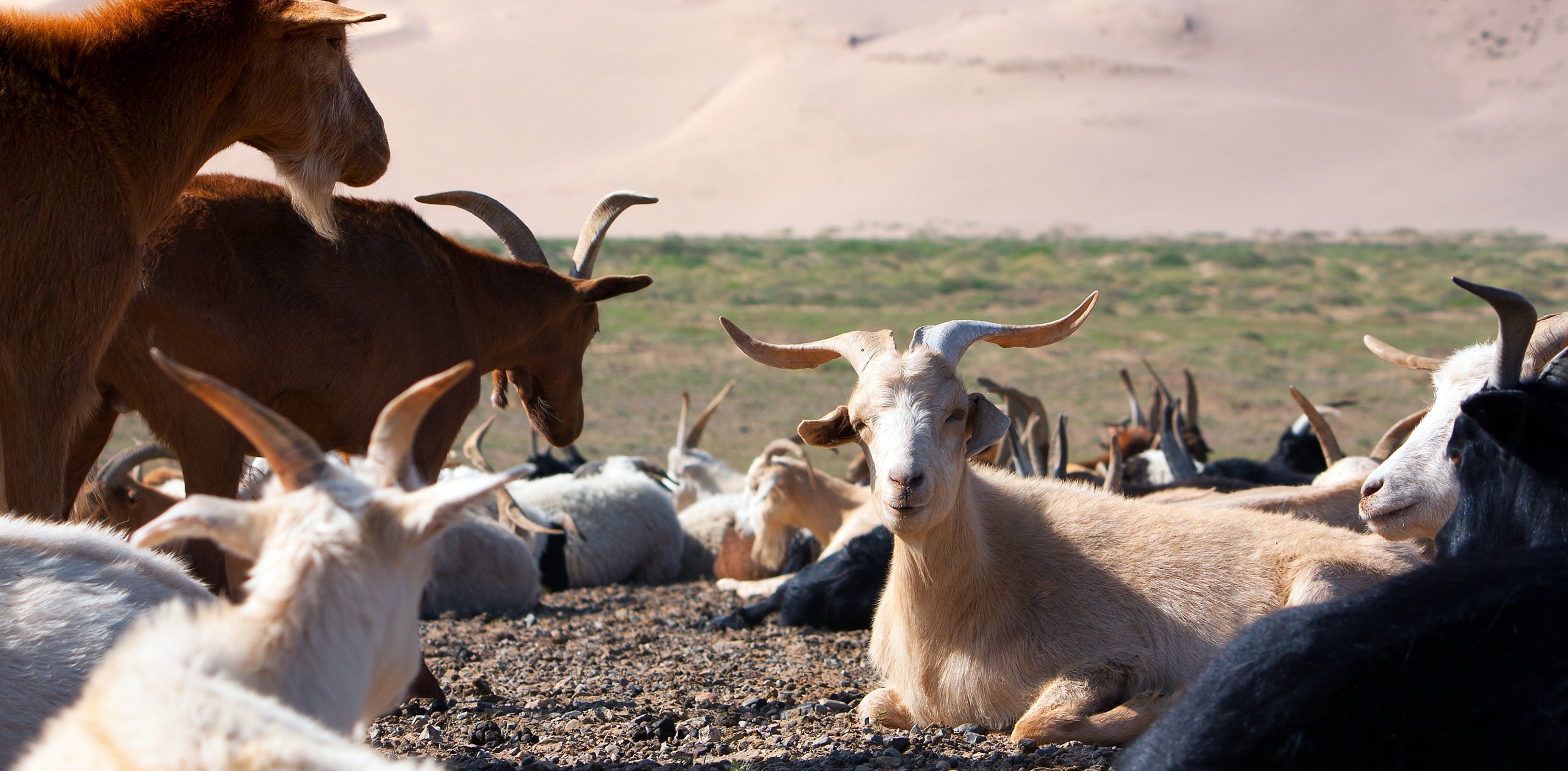 Ethically Sourced Cashmere